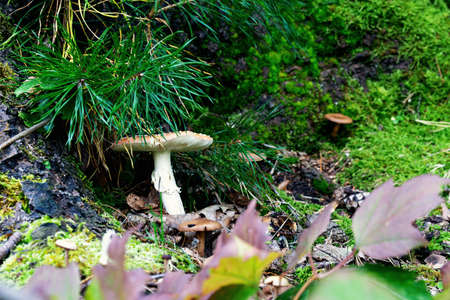 Red large amanita muscaria in the forest under a pine tree.の写真素材