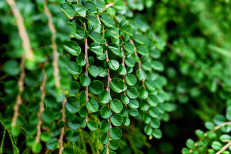 Natural background with twigs with rounded leaf shape. Green background of beautiful ornamental plants.の写真素材