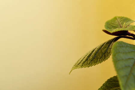 several sheets of indoor flower on a delicate yellow background. Flat lay, copy space. Floral arrangement with delicate leaves.の写真素材