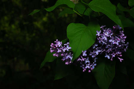 Several sheets and flowers of lilac on a dark background