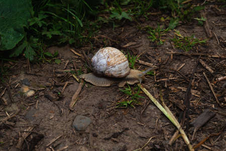 a large grape snail crawling through a dirt pathの写真素材