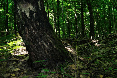 Nature in the depths of a dense dark forest