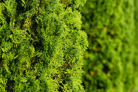 Natural background with green cypress sprigs. Close up of cypress branches in hedge in garden