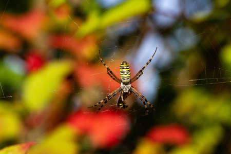 Argiope Bruennichi, or the wasp-spider, caught a grasshopper. Spider on a web with a bright...