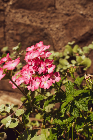 Beautiful pink geranium inflorescences in bright raysの写真素材