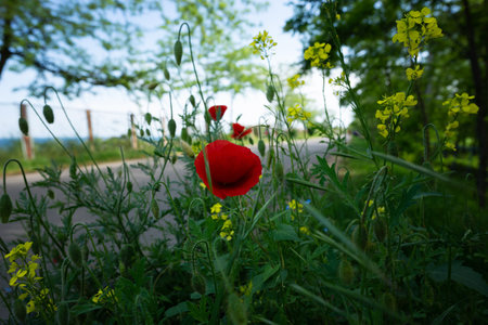 A wild red poppy flower by the roadside bloomsの写真素材