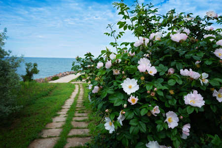 A large flowering rose hip bush and a walking path to the seashoreの写真素材