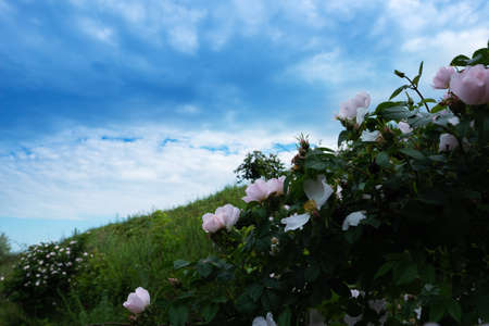 Rosehip bush with blooming flowers on a hill in the open airの写真素材