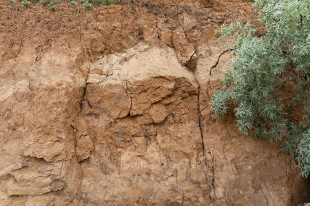 Deep sandy cliff with trees hanging from it. Coastal destruction due to soil erosion after heavy...
