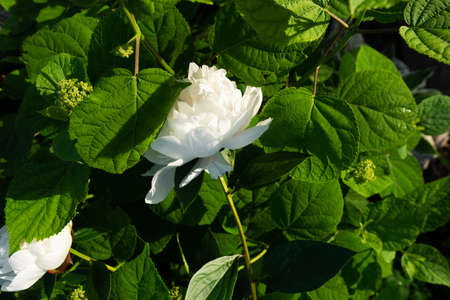 beautiful white peony among the leaves on a green backgroundの写真素材