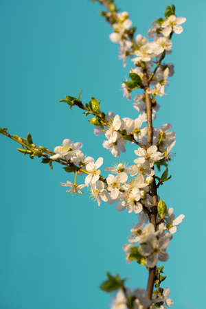 The fruit tree is in bloom. Spring background. Blooming twig of fruit tree with turquoise backgroundの写真素材