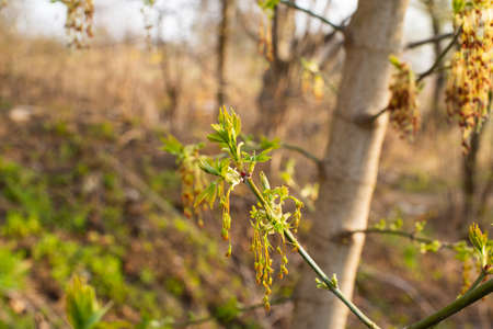 Spring background with a twig with young leaves flowering catkins