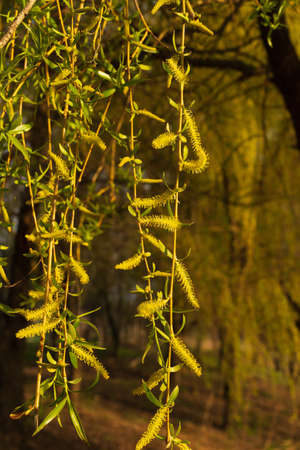 Willow branches with young leaves and catkins, willow flowering
