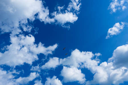 Blue sky background with clouds and two seagulls aboveの写真素材