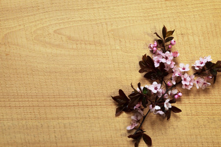 Branch of spring flowering on the background of a wooden board. Blossoming sprig of apricot on a wooden surface with a top viewの写真素材