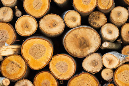 Stack of freshly chopped wood