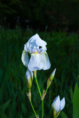 Delicate spring flower of iris in the rays of the evening sunの写真素材