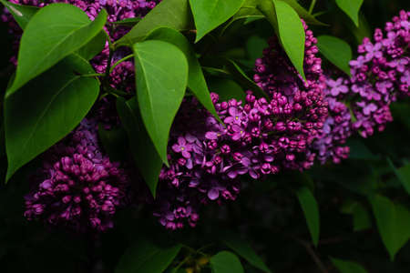 Lilac flower spring background. Spring in the lilac park. floral background. Lilac ordinary....