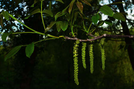 Walnut Juglans regia catkins flowers tree close-up macro detail blossom male spring green plant...