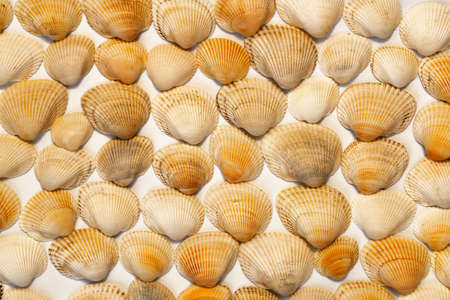 Seashells laid out in rows all over the surfaceの写真素材