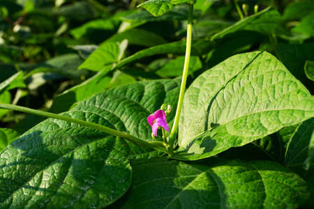 bean flower in garden with green leaves on background. The beginning of flowering beans in the gardenの写真素材