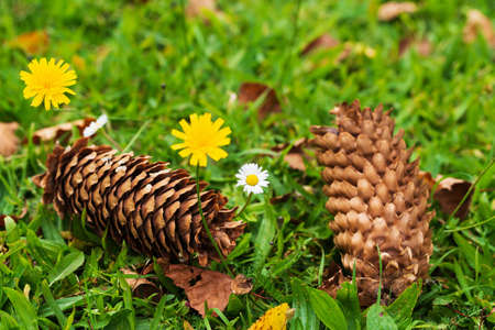 Fir cones and wild flowers among the green grass. natural summer backgroundの写真素材
