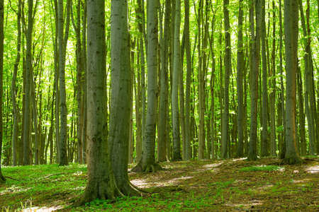 GREEN NATURE FOREST LANDSCAPE WITH GREEN TREES GROWING FROM THE GRASS AT SPRING TIME, WOODS PARK...