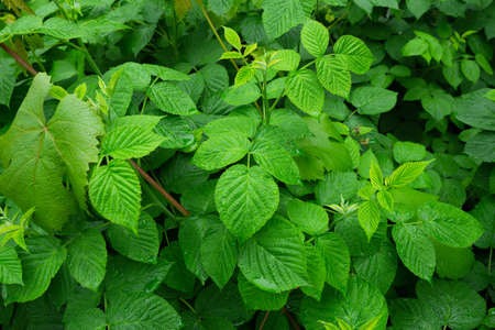 Raspberries in spring, a huge berry version. Raspberry leaves healthy green plant in raspberry....