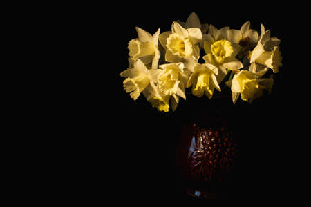 Clay vase with flowers of white daffodils with blackout backの写真素材