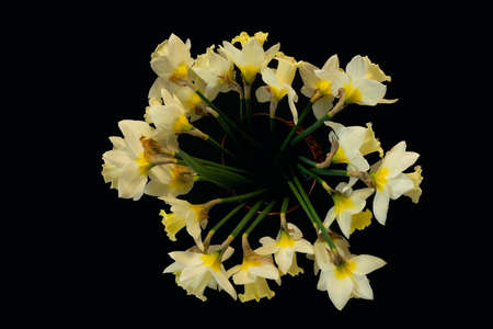 Bouquet of white daffodils in a clay vase in a top view on a dark background