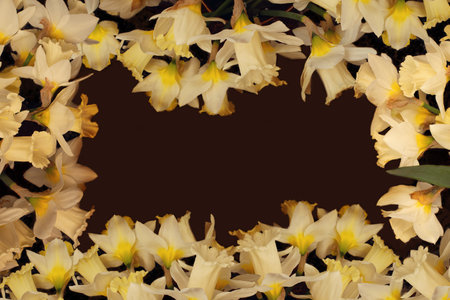 Vintage border with narcissus flowers around the perimeter photo. retro floral frameの写真素材