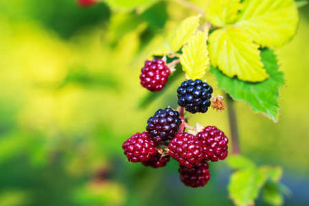 branch of black raspberry or blackberry with unripe red and ripe black berries on green bush leaves...