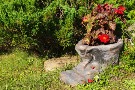 Blooming red begonia. A flower clay pot in the shape of a boot with begonia stands on a lawn in the garden.の写真素材