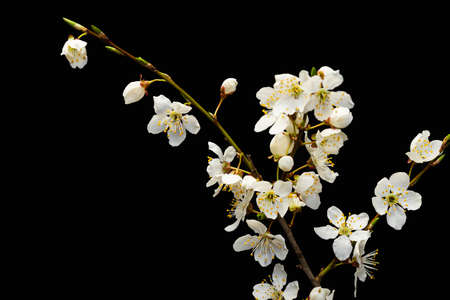 Sprig of blooming white cherry flowers on a black backgroundの写真素材