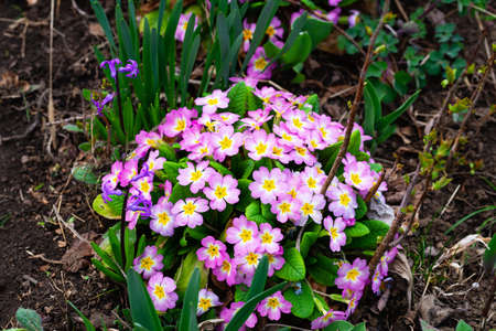One of the first in the flowerbed blooms primrose pink