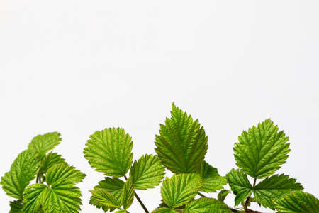 Border for design with raspberry leaves on a sprigの写真素材