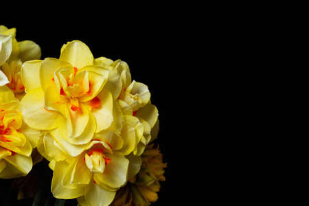 Selection of double yellow daffodils for decoration