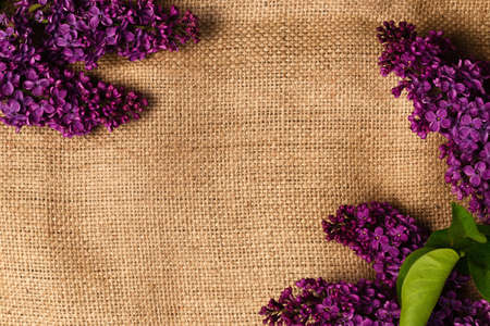 Artistic background with bright purple lilac Syringa wildflowers on rough linen fabric top view with copy space congratulatoryの写真素材