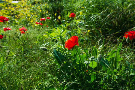 Wild green meadow overgrown with tall grass and flowers on a summer dayの写真素材