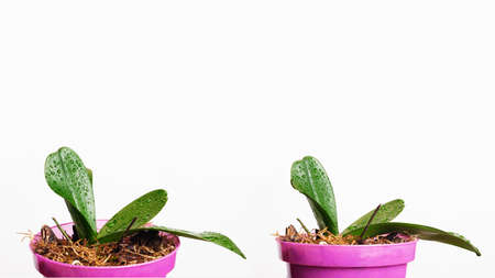 Young orchid sprout in a pot. Small young phalaenopsis orchid in a pot on a white background. Home...