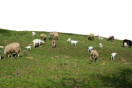 Sheep and goats graze on the grass on a sunny day isolated with a field on a white backgroundの写真素材
