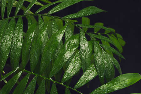Palm tree leaves with raindrops in a dark environment