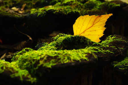 Aspen yellow leaf surrounded by moss in a dark forest. Green bright moss covering the trunk of a fallen tree in the autumn forestの写真素材