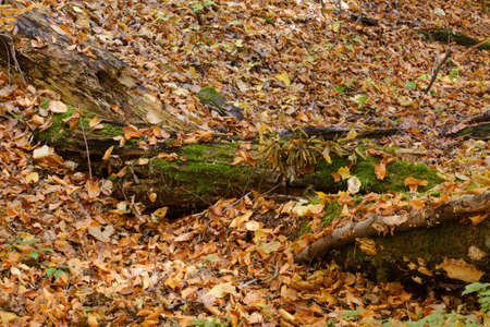 Fallen colorful autumn leaves in the forestの写真素材