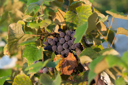 Bunch of blue grapes on the vine