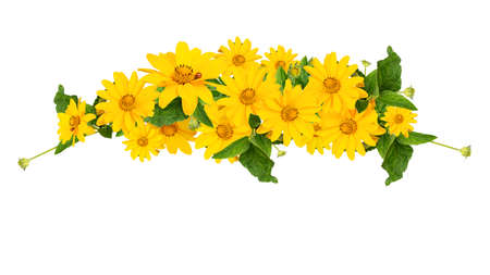 Border and decoration design of yellow garden flowersの写真素材