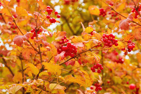 Viburnum fruits on a background of autumn leaves, Viburnum ordinary. Viburnum branches with red, ripe, berries and leavesの写真素材