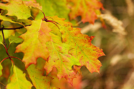 Multi-colored oak leaves on a small branch of a young tree . autumn backgroundの写真素材