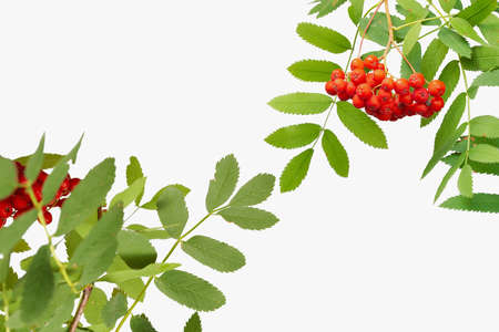 Two small bunches of rowan in the corners with leaves