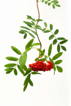 red cluster of rowan berries with leaves isolated on whiteの写真素材